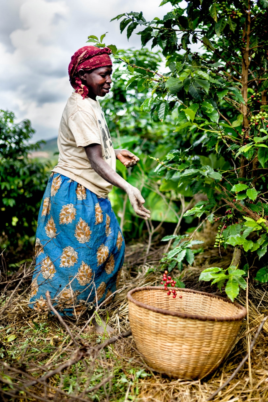 allan schaller ruanda produccion de cafe rwanda coffee loqueva