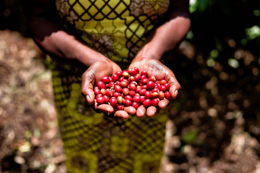 allan schaller ruanda produccion de cafe rwanda coffee loqueva