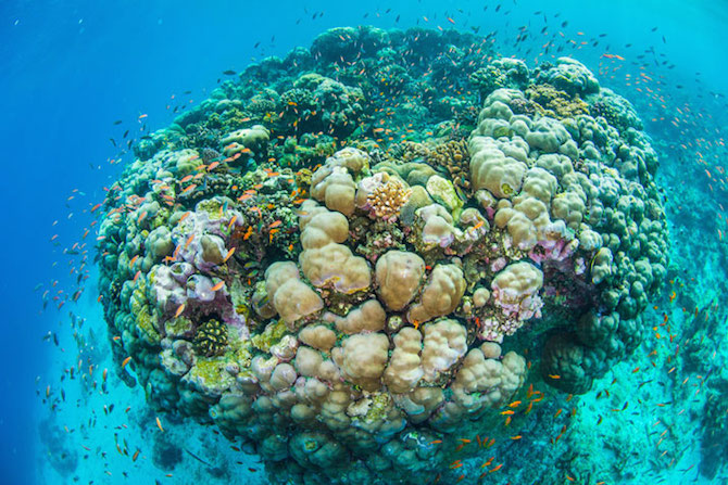 manta resort habitacion submarina tanzania oceano indico (9)