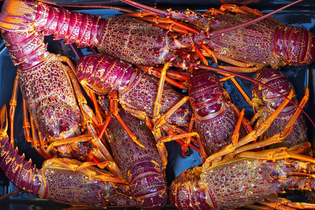 Crayfish SUPPLIED