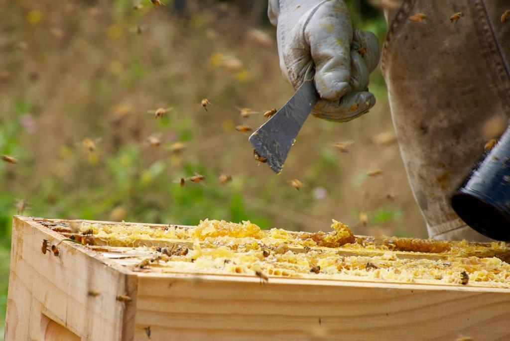 Apiarist working on his Beehive