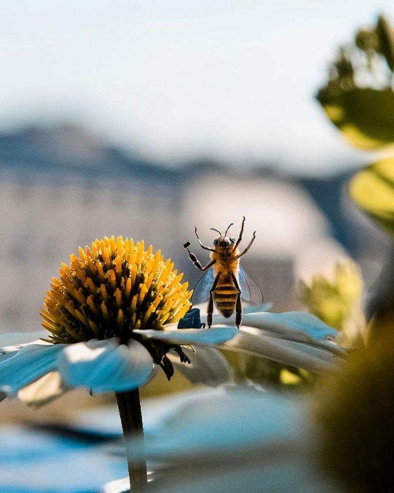 La primera “abeja influencer” que concientiza sobre el peligro de su especie (4)