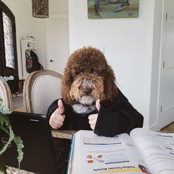 Perros con sus dueños aburridos en cuarentena human hands loqueva (1)