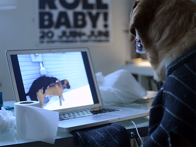 Perros con sus dueños aburridos en cuarentena human hands loqueva (10)