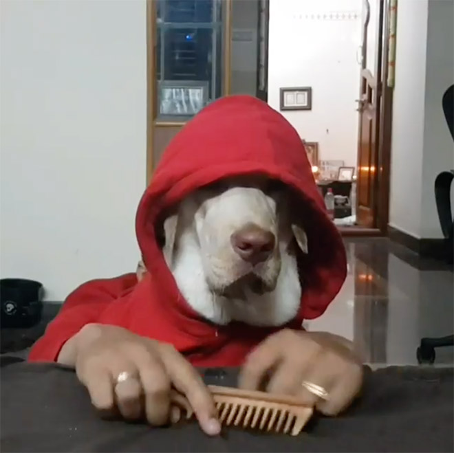 Perros con sus dueños aburridos en cuarentena human hands loqueva (12)