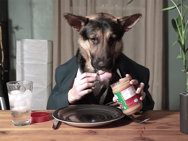 Perros con sus dueños aburridos en cuarentena human hands loqueva (15)