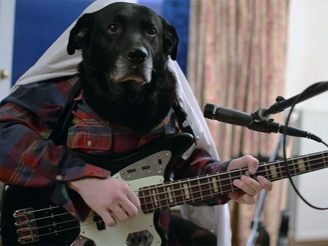 Perros con sus dueños aburridos en cuarentena human hands loqueva (17)