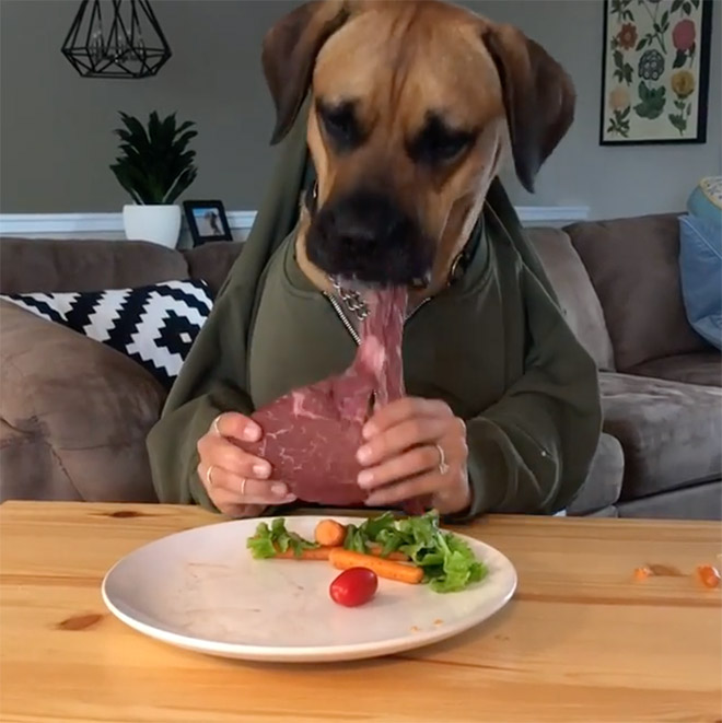 Perros con sus dueños aburridos en cuarentena human hands loqueva (19)