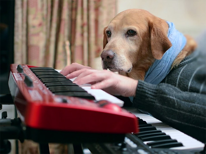 Perros con sus dueños aburridos en cuarentena human hands loqueva (2)