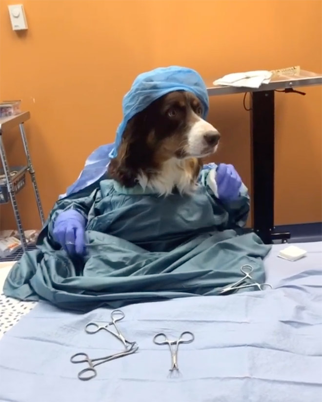 Perros con sus dueños aburridos en cuarentena human hands loqueva (20)