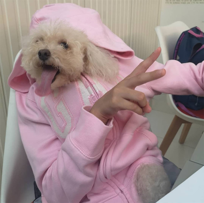 Perros con sus dueños aburridos en cuarentena human hands loqueva (21)