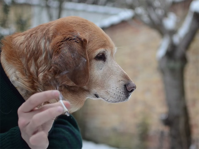 Perros con sus dueños aburridos en cuarentena human hands loqueva (3)