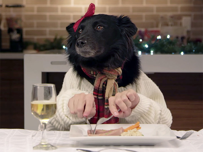 Perros con sus dueños aburridos en cuarentena human hands loqueva (4)