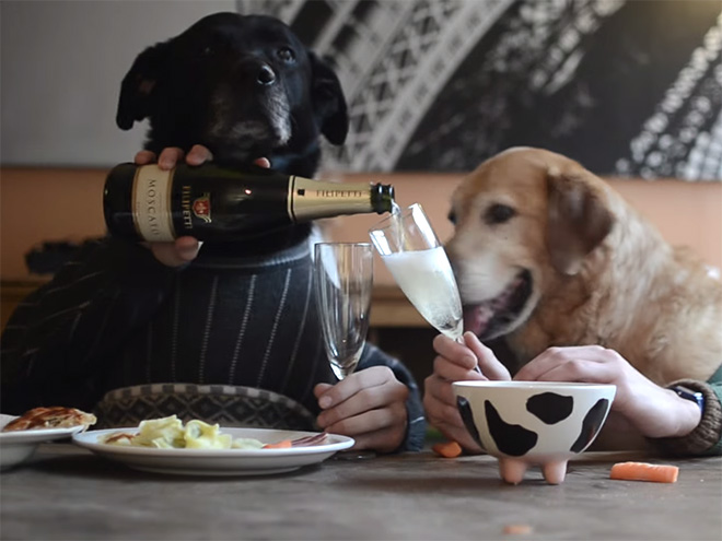 Perros con sus dueños aburridos en cuarentena human hands loqueva (8)