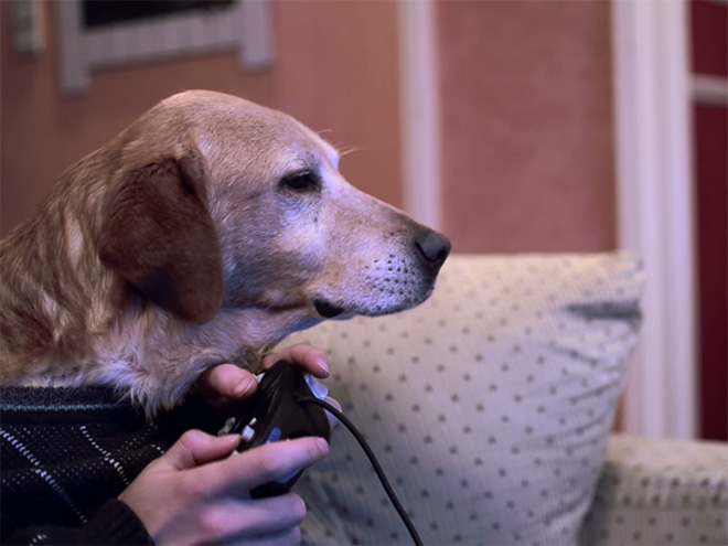 Perros con sus dueños aburridos en cuarentena human hands loqueva (9)