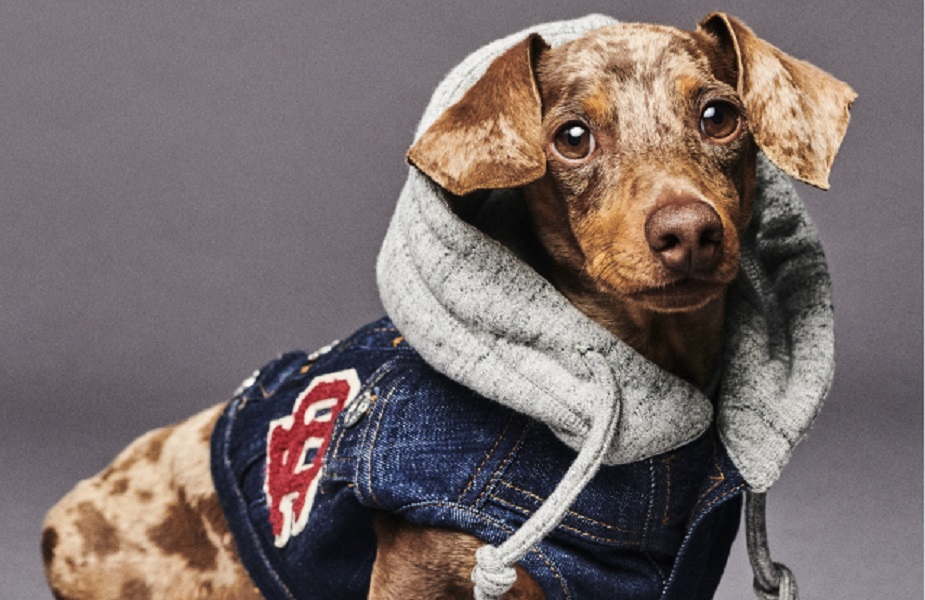 Dsquared2 junto a Poldo Dog Couture presentan una colección de ropa para perros (1)
