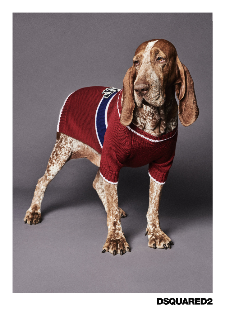 Dsquared2 junto a Poldo Dog Couture presentan una colección de ropa para perros (9)